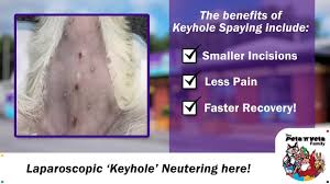Clean with saline only and lightly to prevent pain. Keyhole Neutering