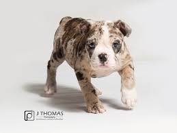 Mollett victorian bulldogs america is the exclusive breeder of authentic mollett line victorian bulldogs. Victorian Bulldog Puppies Petland Topeka