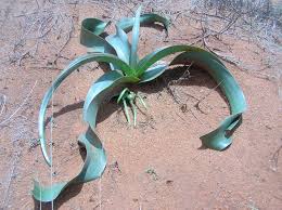 Image result for Crinum crassicaule