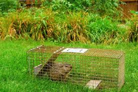 Groundhogs have a big appetite for vegetables and legumes, and many gardeners and farmers turn to trapping as the best solution. We Get Rid Of Groundhogs In Ohio 95 Humane Trapping Removal