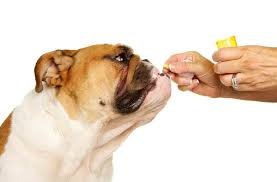 Animal Skin And Allergy Clinic Expiration Dates On Veterinary Drugs Do They Matter