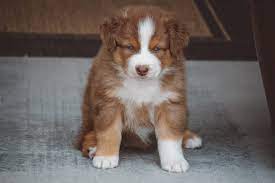 Maybe you would like to learn more about one of these? Get To Know The Unique Red Merle Australian Shepherd K9 Web