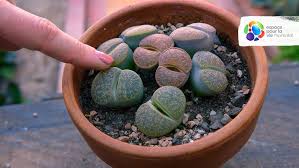 Image result for Lithops lesliei
