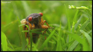 Sorry, too chicken to get close enough for a photo! Billions Of Brood X Cicadas Set To Emerge In Ohio Wtol Com