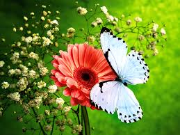 Kupu kupu yang indah dan sangat menarik dgn warna indah. 1001 Gambar Kupu Kupu Dan Bunga Animasi Terbaru Cikimm Com