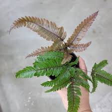Image result for Pteris