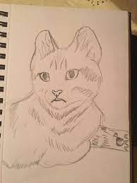 17,567 shocked expression clip art images on gograph. This Is Cat S Shocked Kitten It Looks Really Surprised Female Sketch Cat S Drawings