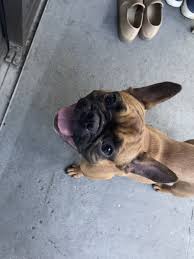 I have one french bulldog puppy for sale. French Bulldog Puppies For Sale Tampa Fl 331102