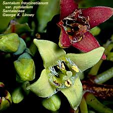 Image result for Santalaceae