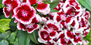 It is a large bush with huge leaves and gorgeous red flower. The Top 12 Groundcover Plants For Florida