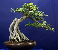 Styling A Ficus Ficus Bonsai Tree Bonsai Tree Care Bonsai Tree