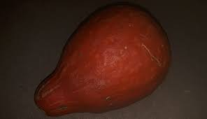 Image result for Cucumis kalahariensis