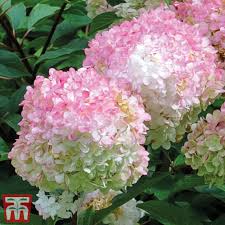 Image result for hydrangea paniculata vanille fraise