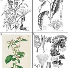 Image result for Ethulia vernonioides