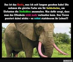 Besten Bilder Videos Und Spruche Und Es Kommen Taglich Neue Lustige Facebook Bilder Auf Debeste De Hier Werden Tag Susseste Haustiere Ausgestopftes Tier Tiere