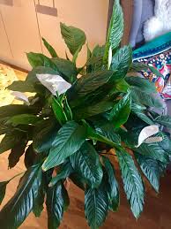 My Peace Lily has bloomed 🤗🪴☮️