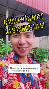 Trả lời @dattly3 Cách phân biệt là Sanh vs lá Si đơn giản nhất chỉ trong 1  phút#bonsai #xuhuong #tiktok