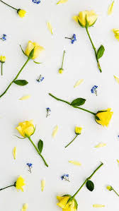 Wallpaper Iphone Flowers Photography Wallpaper Flower Wallpaper Photography Wallpaper