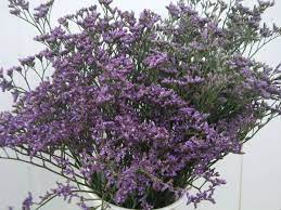Limonium Caspia Flores Musacco Flores Boda Arreglos Florales Flores