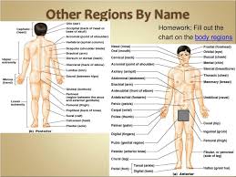 Ppt Introduction To Human Anatomy And Physiology