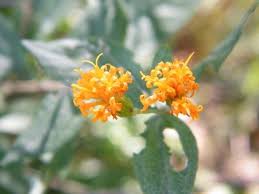 Image result for Distephanus divaricatus