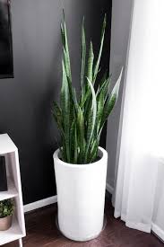 How To Take Care Of A Snake Plant Snake Plant Care Indoors Modern Design In 2020 Snake Plant Care Snake Plant Indoor House Plants Decor