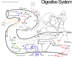 Physiology Using Flow Diagram Models Site Map