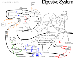 physiology using flow diagram models site map