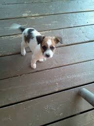 A 7 Week Old Jackhuahua Or Jack Russell Chihuahua Mix Cute Little Dogs Jack Russell Dogs And Puppies