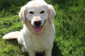 We did not find results for: Akc Golden Pups Golden Retriever Puppies New Hampshire