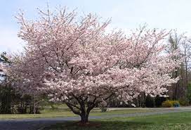 Along with kwanzan cherry trees, they're made famous. Pin On Arboles Para Tu Jardin