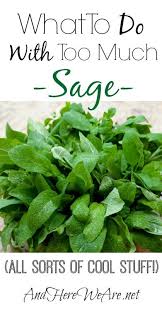 What To Do With Sage Especially When You Have Too Much Growing Herbs Drying Herbs Preserving Herbs