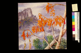 Image result for Sterculia subviolacea