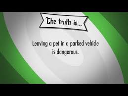 Should Pets Be Left In The Car Alone Bayside Animal Hospital Kemah Tx Youtube Animal Hospital Hospital Pets