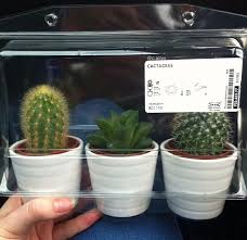 Ily Tiny Ikea Cacti Cactus Plants Pretty Plants Plant Aesthetic