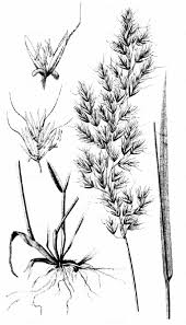 Image result for Trisetopsis milanjianum