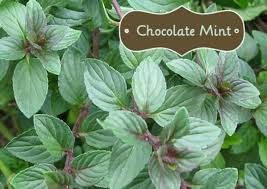 Spearmint vs peppermint which is truly better? I Bought A Chocolate Mint Plant What Now Delishably