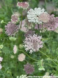 Image result for Daucus