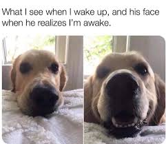 Pin On Funny Memes