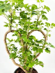 Image result for Polyscias