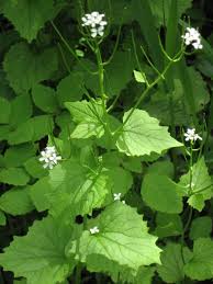 Image result for Setaria petiolata