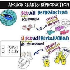 Anchor Charts Sexual Vs Asexual Reproduction 1 Chart 2 Files