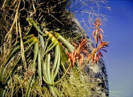 Image result for Aloe inyangensis