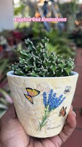 Image result for Euphorbia ramulosa