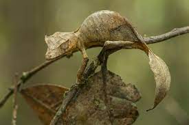 For Those So Inclined Taxonomy Provides Considerable Material For Dinner Party Conversation There Is The Species Satanic Leaf Tailed Gecko Leaf Animals Gecko