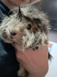 Guinea pigs looking for forever homes ! 2 male bonded American boys 8  months old 1 skinny roan carrier male 2 years old 1 black and white  absidian mix 2 year old boy Rehoming fee applies !