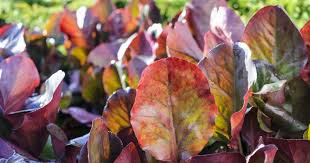 Image result for Bergia polyantha