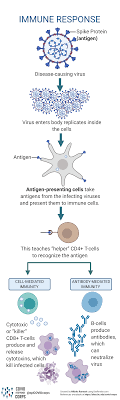 Whole virus, protein subunit, viral vector and nucleic acid (rna and dna). Types Of Vaccines Infographics Epidemiology Covid 19 Response Corps