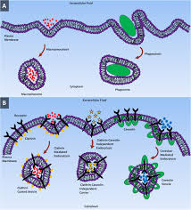 Get in touch with azlan aziz (@azlaney) — 95 answers, 9741 likes. Insight Into Cellular Uptake And Intracellular Trafficking Of Nanoparticles Nanoscale Research Letters Full Text