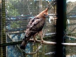 Hasil gambar untuk elang jawa di  jawa barat